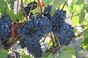 Toscana Wein